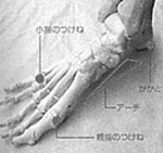 骨格写真